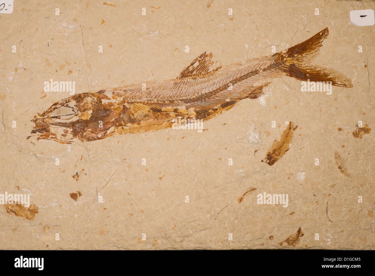 Fossile Fische Leedsichthys Lewis Cretacic Cenomaniense Cenomaniano Libanon Stockfotografie Alamy