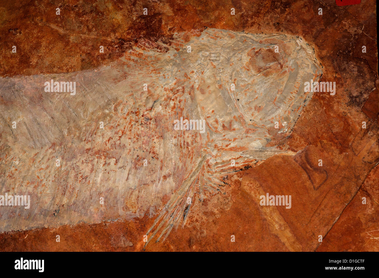 Fossilen Fischen Unamichtys Espinosai, Tlayùa Steinbruch, Tapexì de Rodriguez, Puebla, niedriger Cretaceus, Zentral-Mexiko Stockfoto