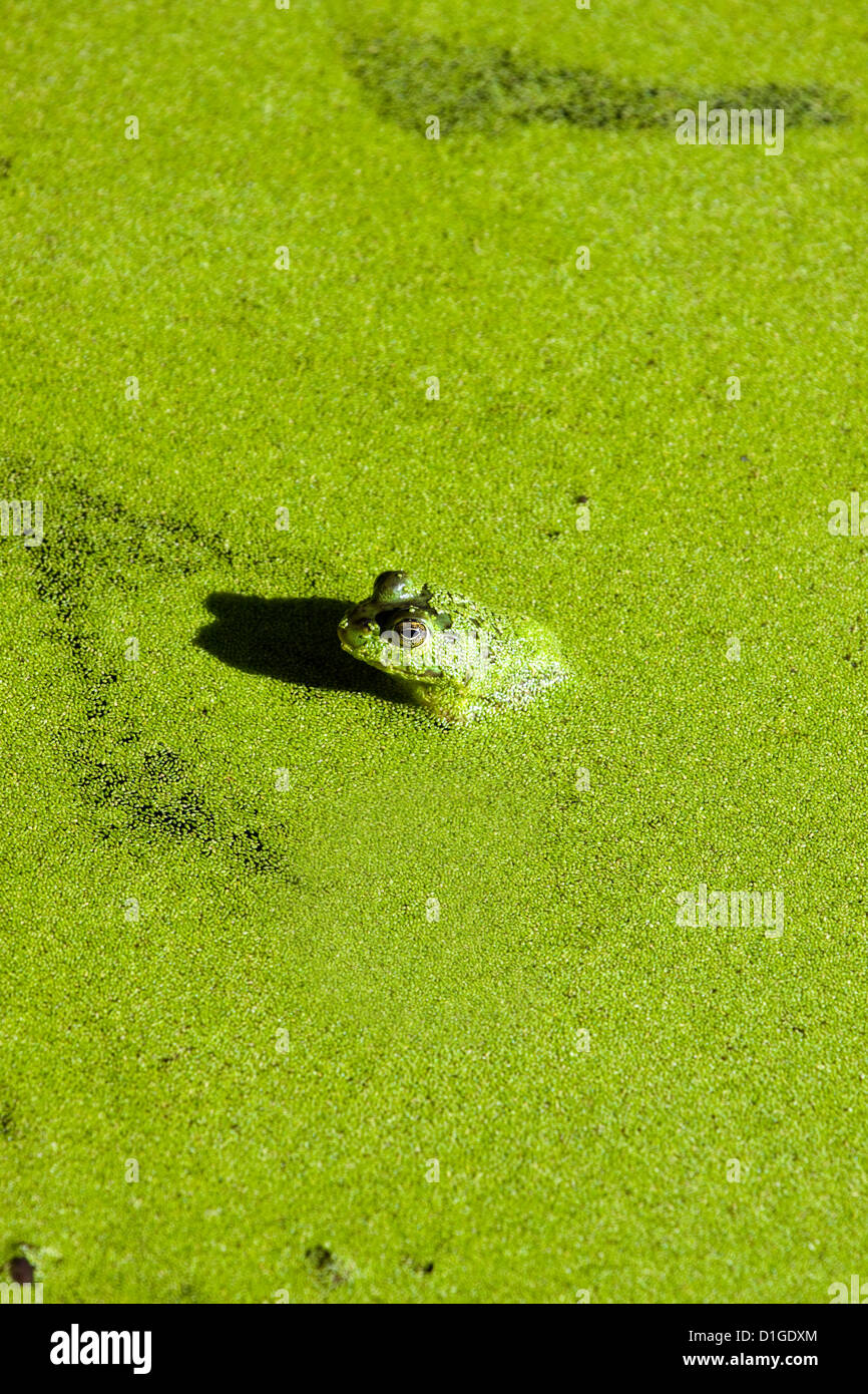 Frosch sitzt im grünen Sumpf Stockfoto