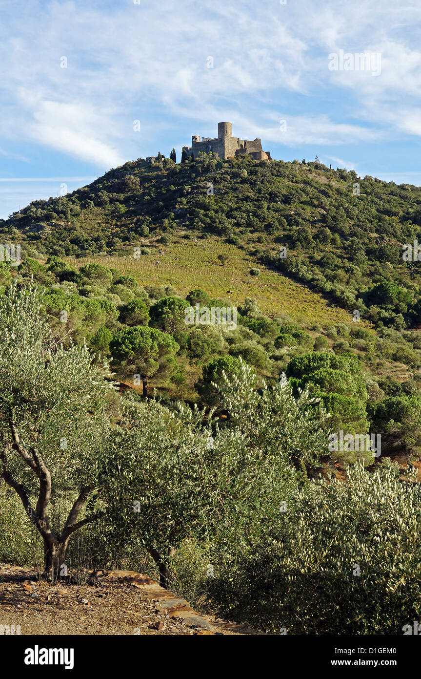 Fort Saint-Elme liegt auf einem Hügel über Collioure und Port-Vendres, Vermilion Küste, Mittelmeer, Roussillon, Frankreich Stockfoto