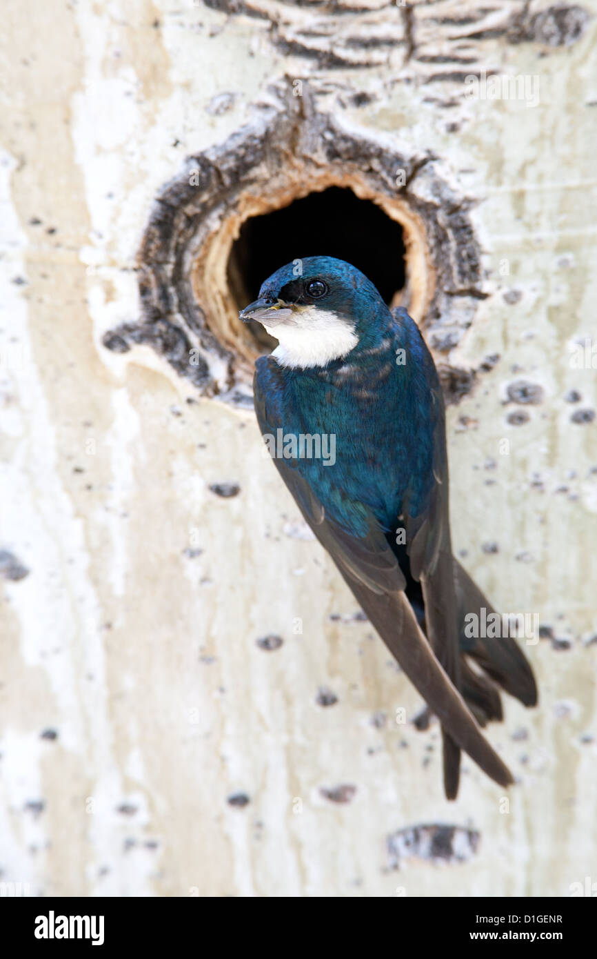 Baumschwalbe in der Nisthöhle in Aspen Baum Sitzender Vogel Vögel singvögel Vogelkunde Vogelkunde Wissenschaft Natur Tierwelt Umwelt schluckt Nester senkrecht Stockfoto