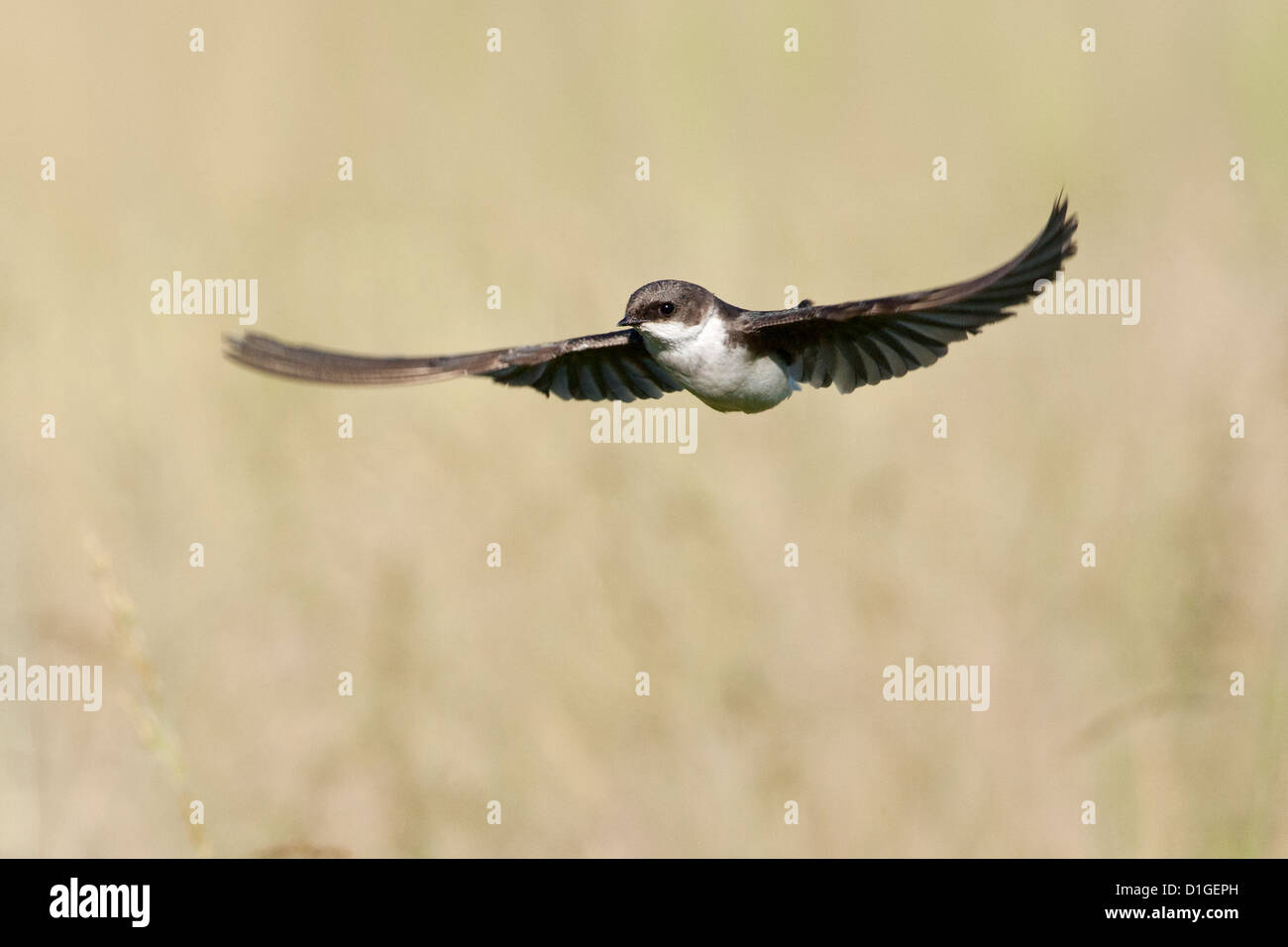 Weibliche Baumschwalbe im Flug Sitzvögel singvögel vogelgesang Vogelkunde Wissenschaft Natur Tierwelt Umwelt Schwalben Stockfoto