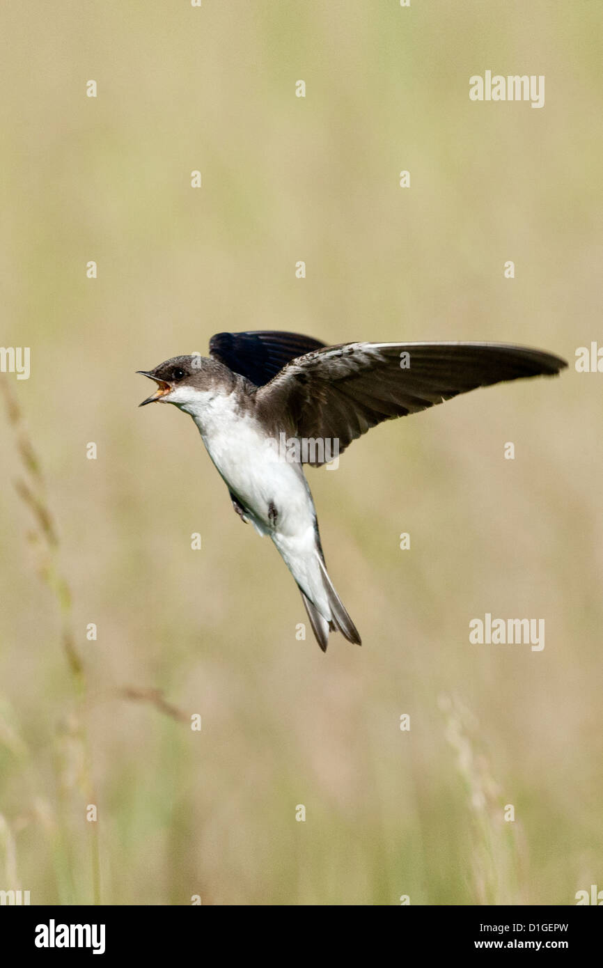 Weibliche Baumschwalbe im Flug Sitzvögel singvögel vogelgesang Vogelkunde Wissenschaft Natur Tierwelt Umwelt schluckt vertikal Stockfoto
