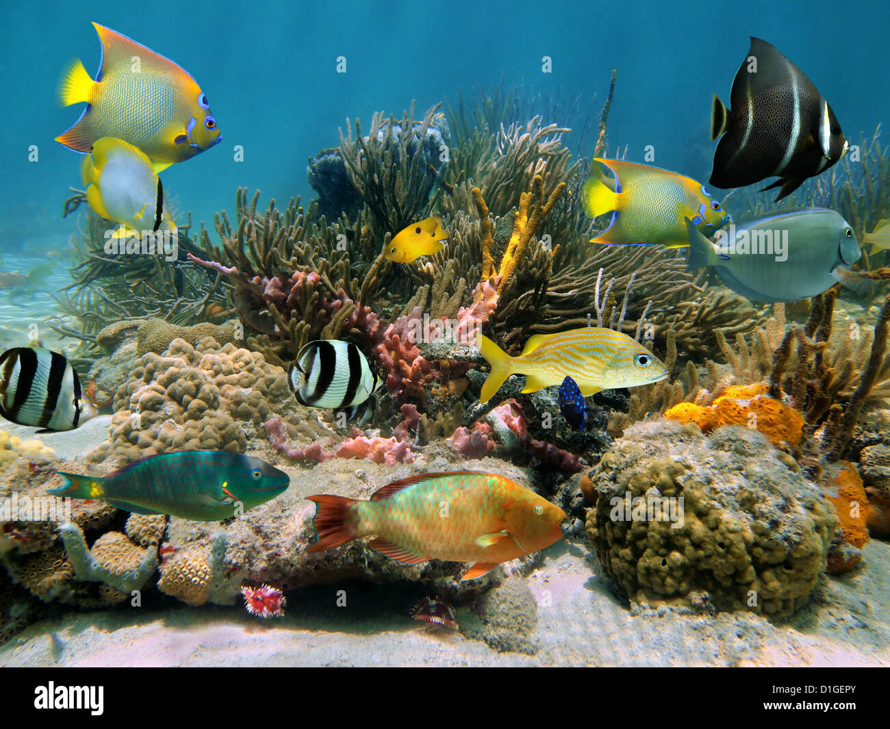 Bunte Unterwasser Korallen Kolonie auf einem Riff mit wunderschönen tropischen Fischschwarm Stockfoto
