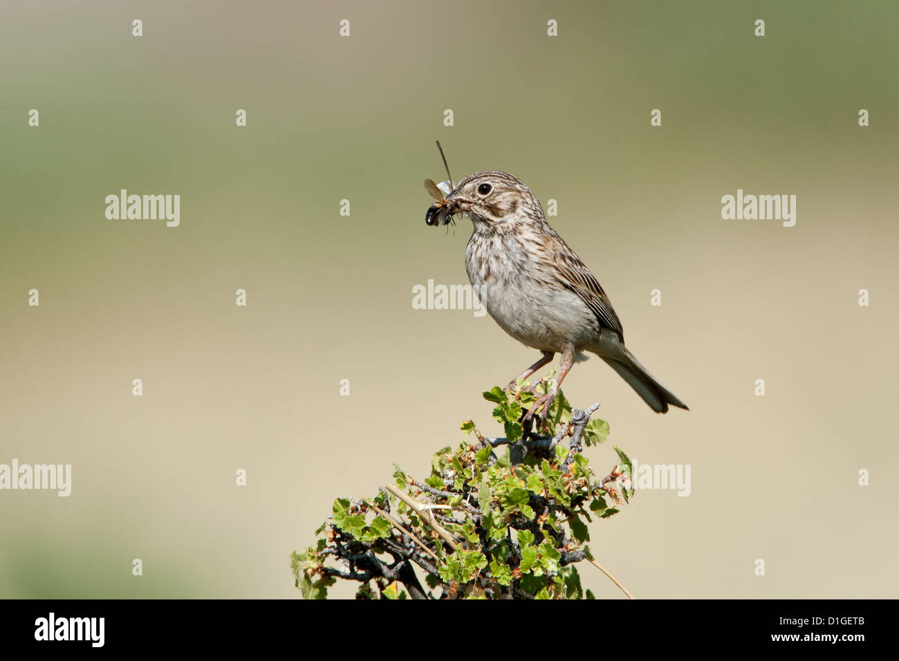 Vesper Sperling mit Insekten Sitzvögel singvögel vogelgesang Vogelkunde Wissenschaft Natur Tierwelt Umwelt Sperlinge Stockfoto