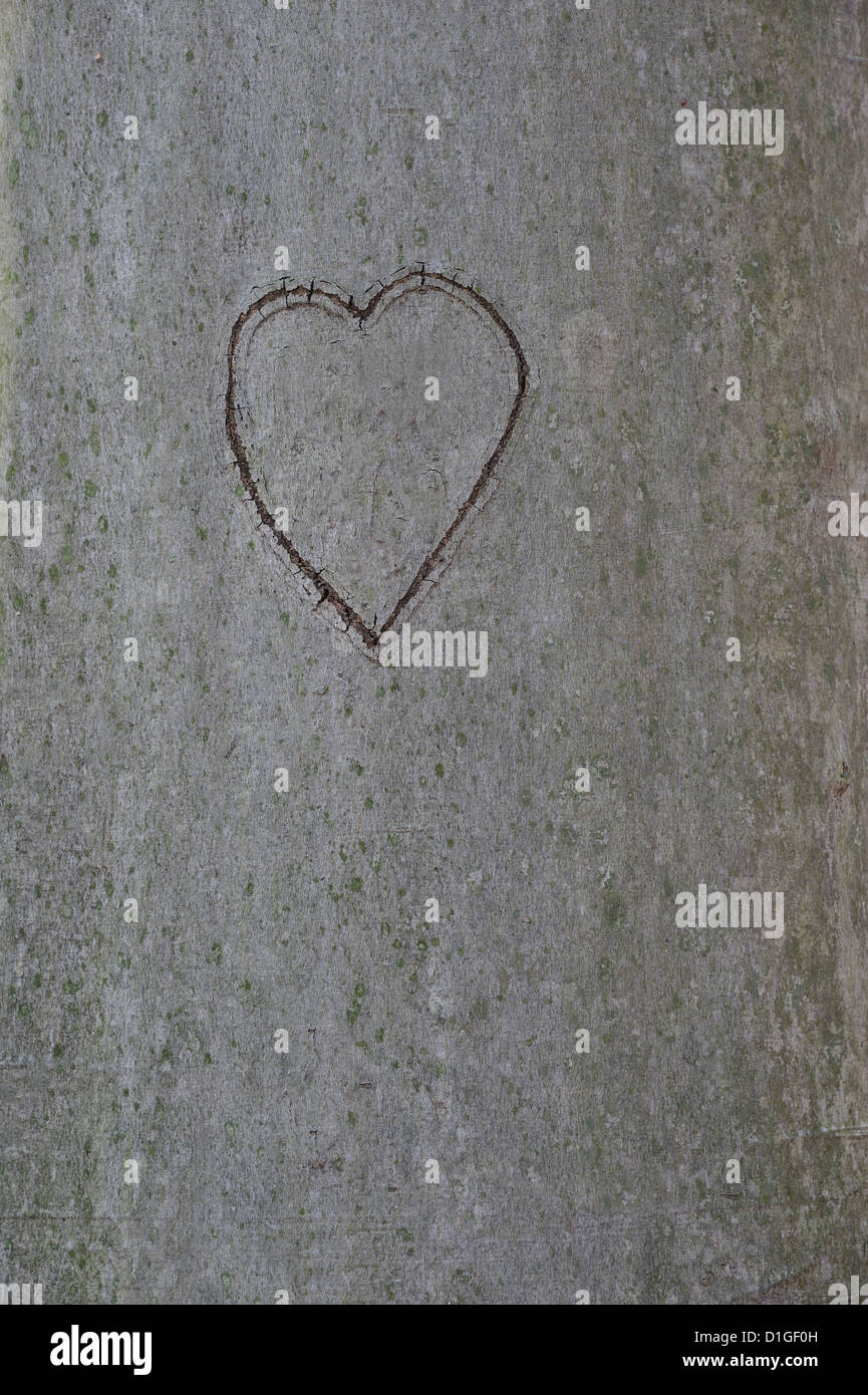 Herz In einen Baum geschnitzt Stockfoto
