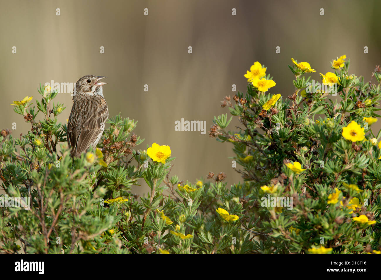 Vesper Sparrow in Sträucher Cinquefoil Blumen Blüten Sitzender Vogel Vögel singvögel Vogelkunde Wissenschaft Natur Tierwelt Umwelt Sperlinge Stockfoto