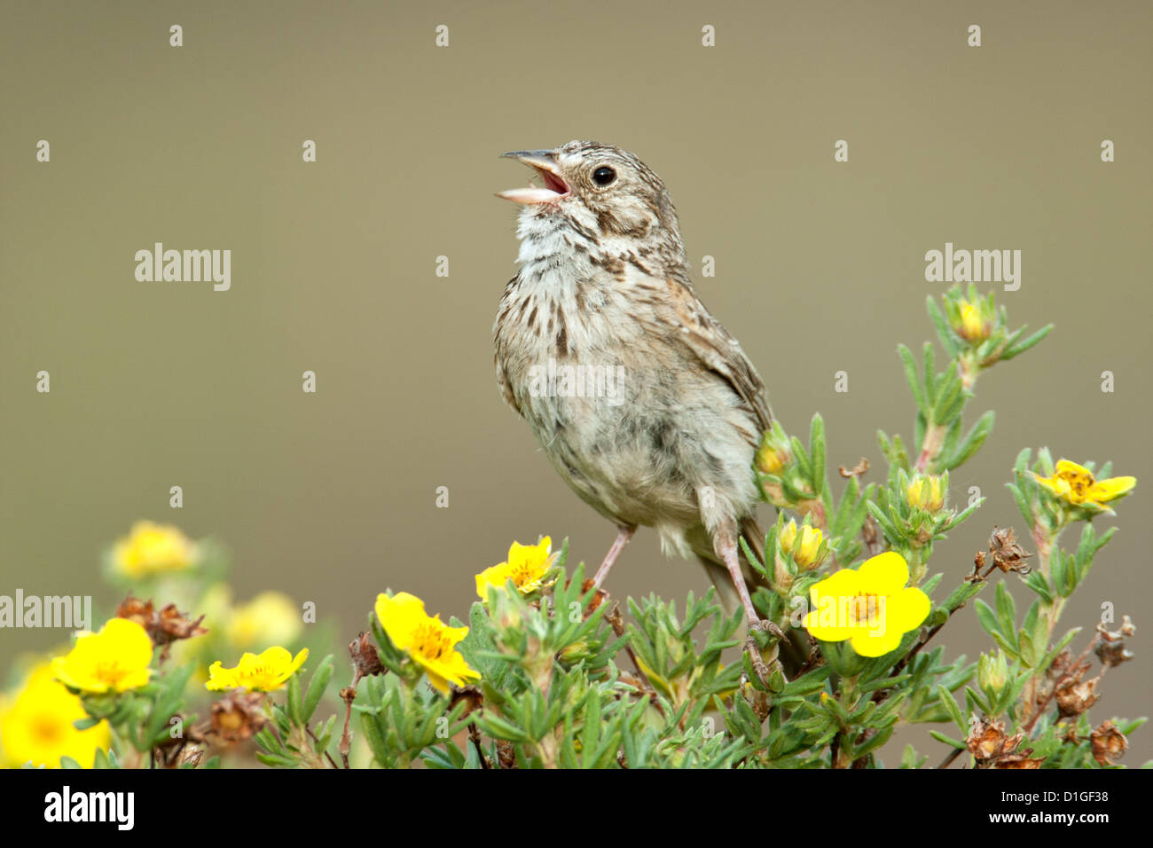 Vesper Sparrow Singen im Gebüsch Cinquefoil Blumen Blüten Sitzender Vogel Vögel singvögel Vogelkunde Wissenschaft Natur Tierwelt Sperlinge Stockfoto