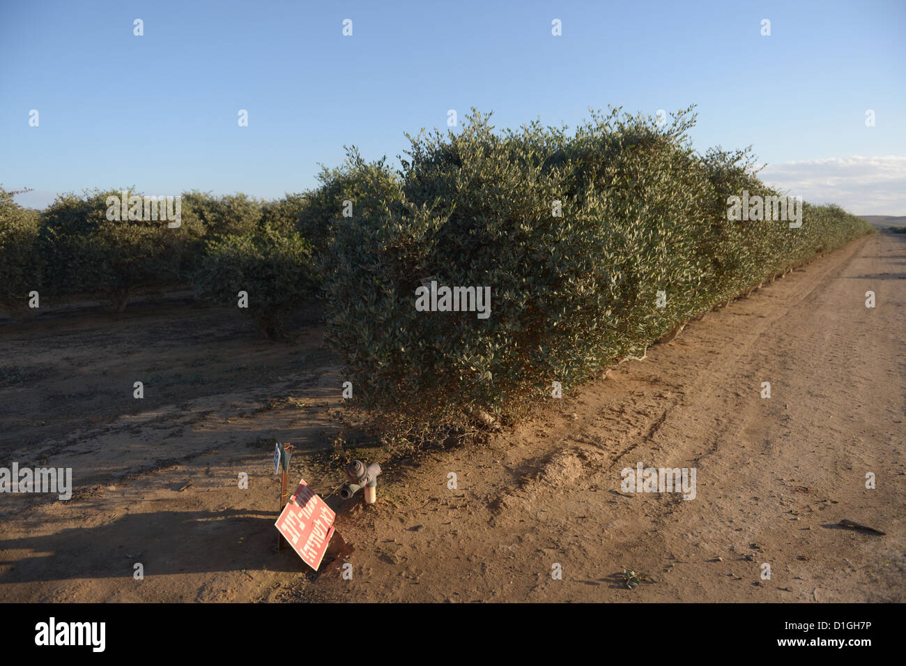 Jojoba-Pflanze wird auf einer Plantage in Hatzerim, Israel, 7. Dezember 2012. Das Öl der Jojoba-Pflanze ist das Grundmaterial für die Kosmetikindustrie und weltweit exportiert. Foto: Rainer Jensen Stockfoto