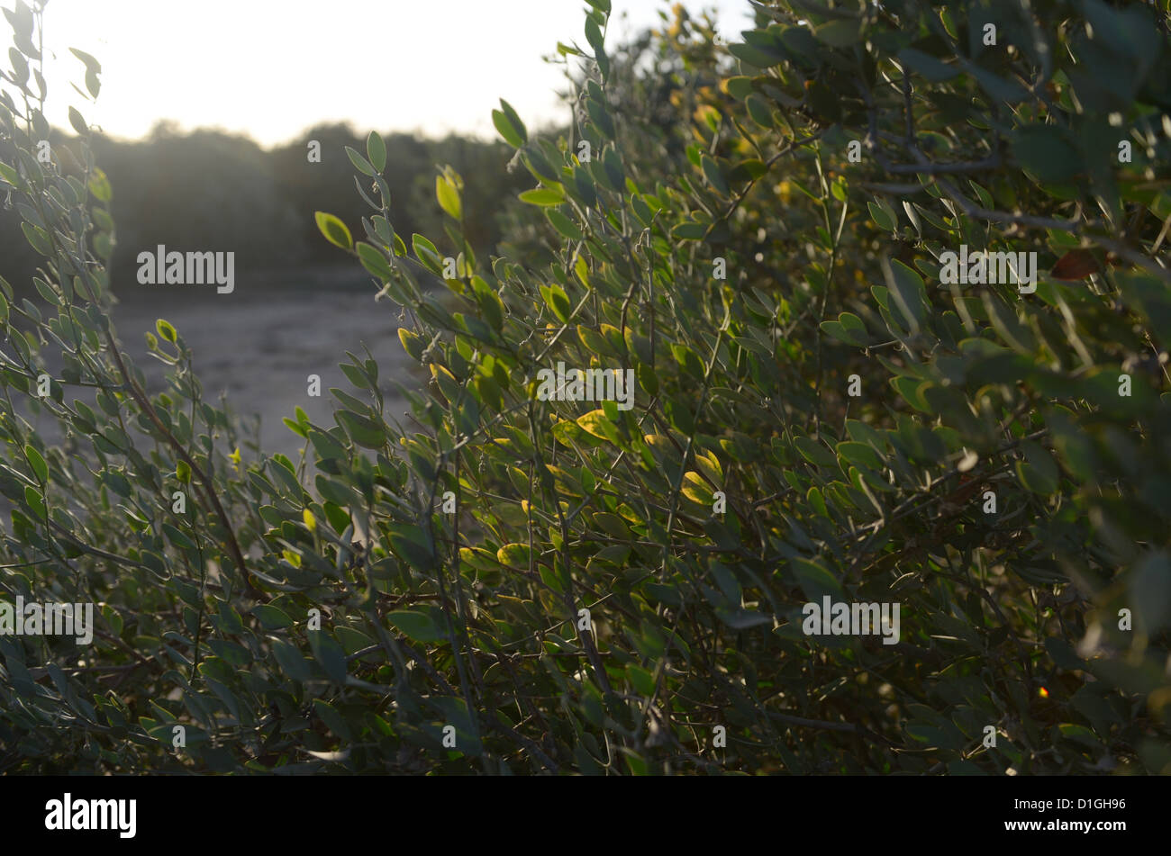 Jojoba-Pflanze wird auf einer Plantage in Hatzerim, Israel, 7. Dezember 2012. Das Öl der Jojoba-Pflanze ist das Grundmaterial für die Kosmetikindustrie und weltweit exportiert. Foto: Rainer Jensen Stockfoto