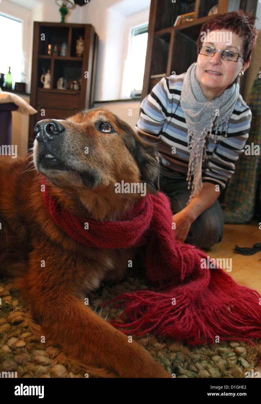 Gabi Angele legt einen Schal aus der Hund Wolle auf ihrem Hund Spike in Westerheim, Deutschland, 13. November 2012. Das 50-Jahr-alte spinnt Hund Fell in Wolle. Foto: Karl-Josef Hildenbrand Stockfoto