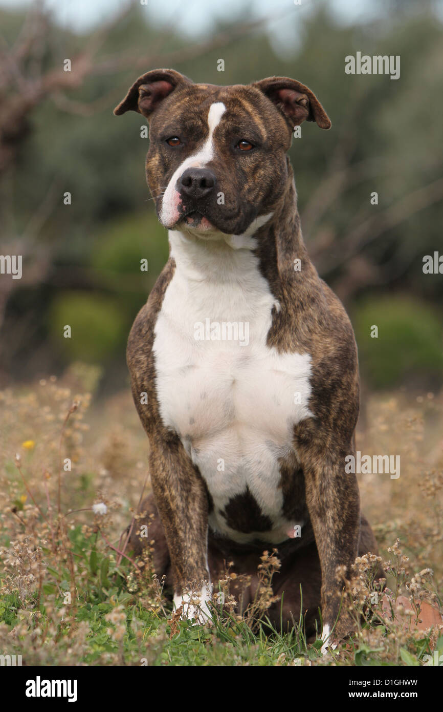 Hund-American Staffordshire Terrier Erwachsenen sitzen auf einer Wiese  Stockfotografie - Alamy