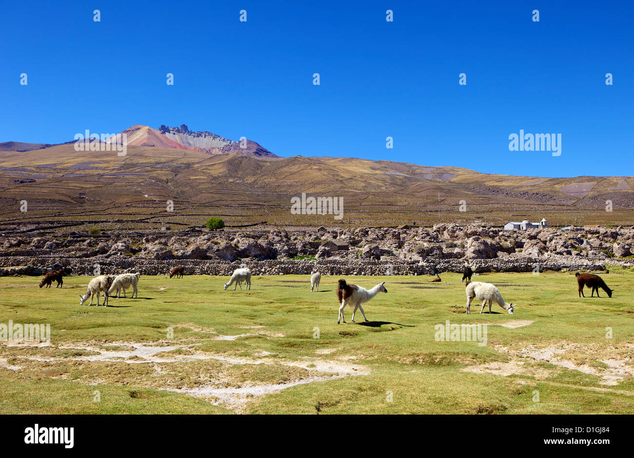 Lamas und Alpakas grasen, Tunupa, Bolivien, Südamerika Stockfoto