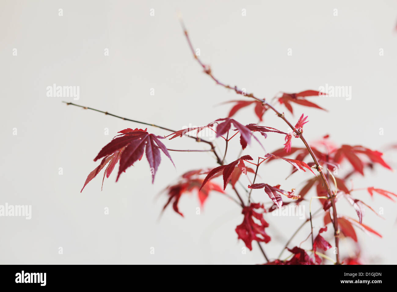 Einfache rote Hibiskus auf weißen Hintergrund Stockfoto