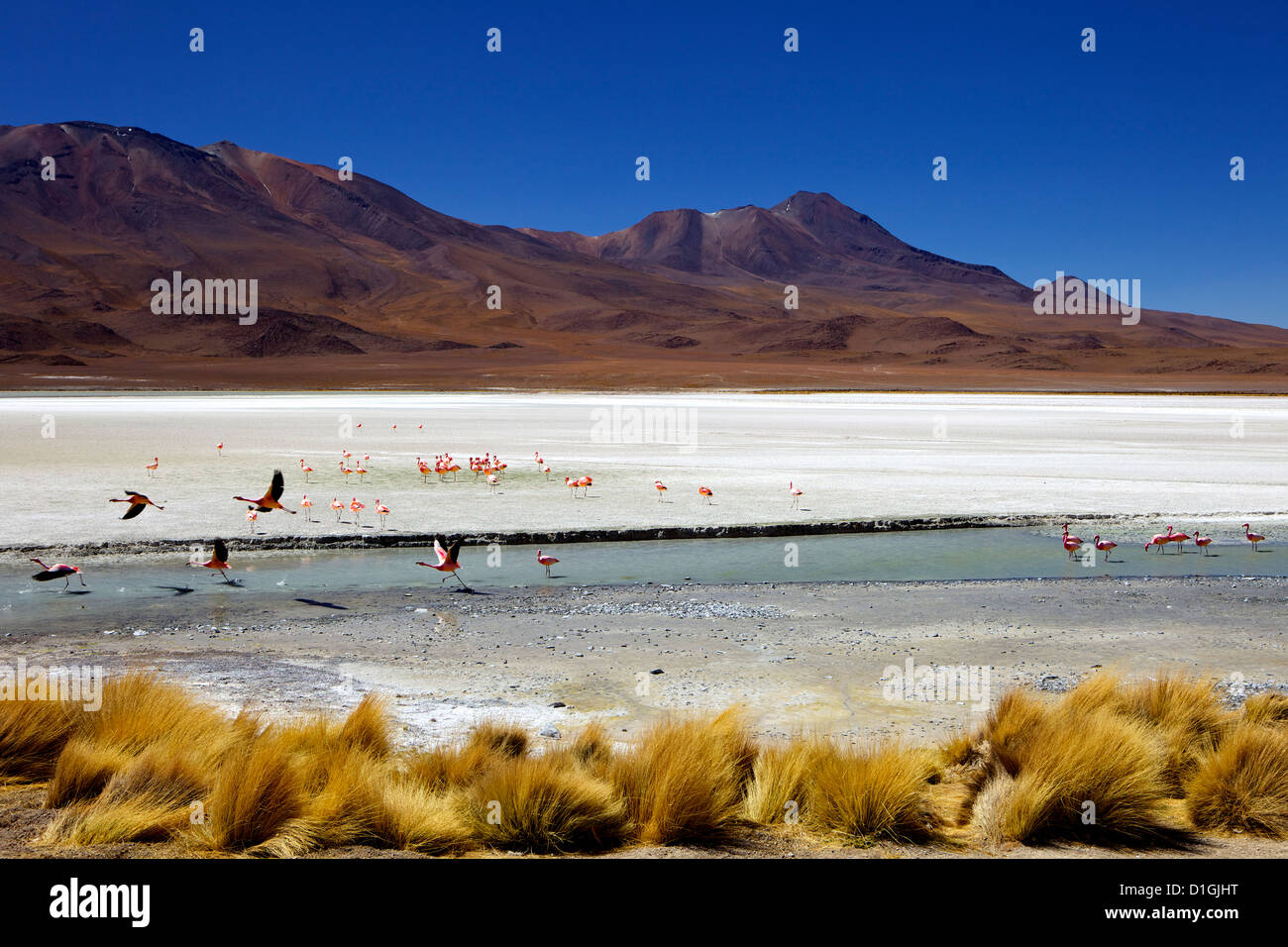 Flamingos an der Laguna Canapa, Southwest Highlands, Bolivien, Südamerika Stockfoto