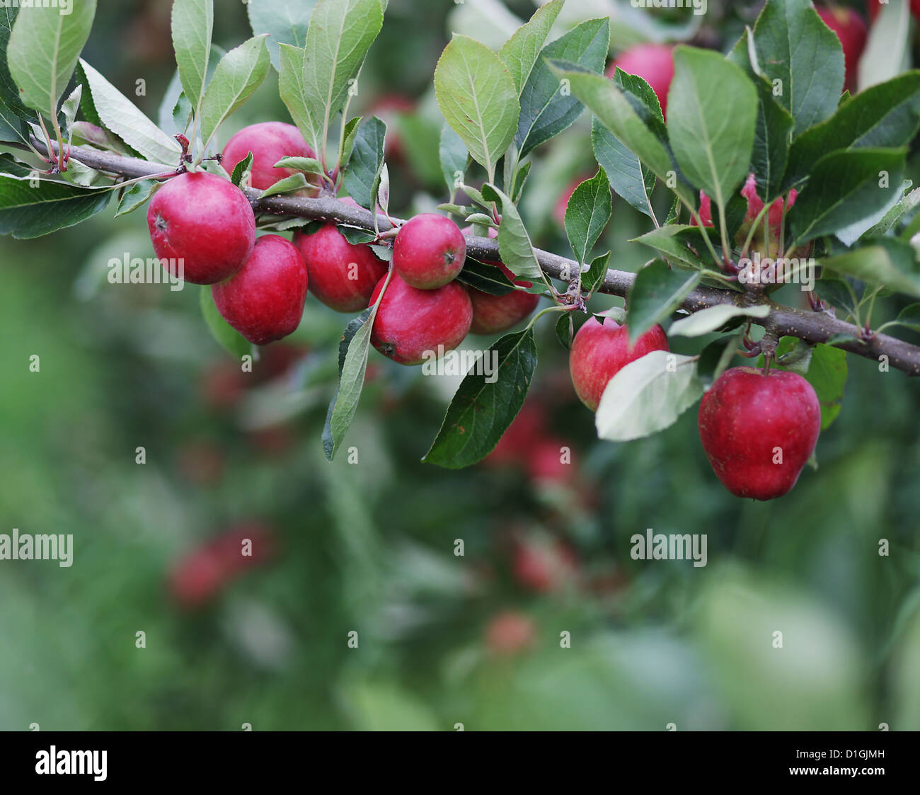 Nahaufnahme eines natürlichen Äpfel auf Apfelbäume im Frühling Stockfoto
