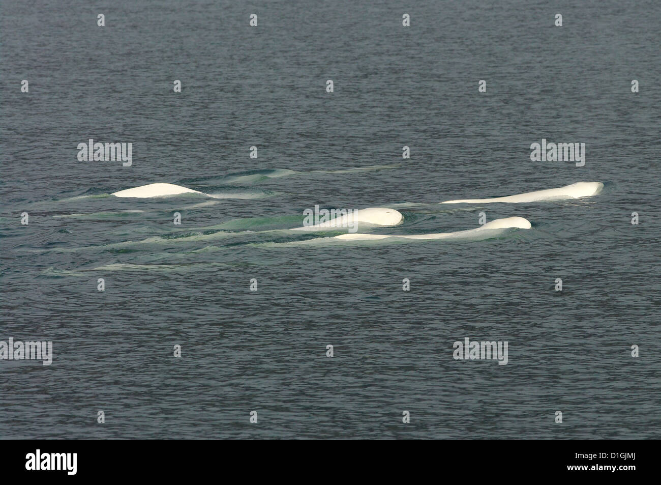 Beluga (Delphinapterus Leucas), Longyearbyen, Svalbard Stockfoto