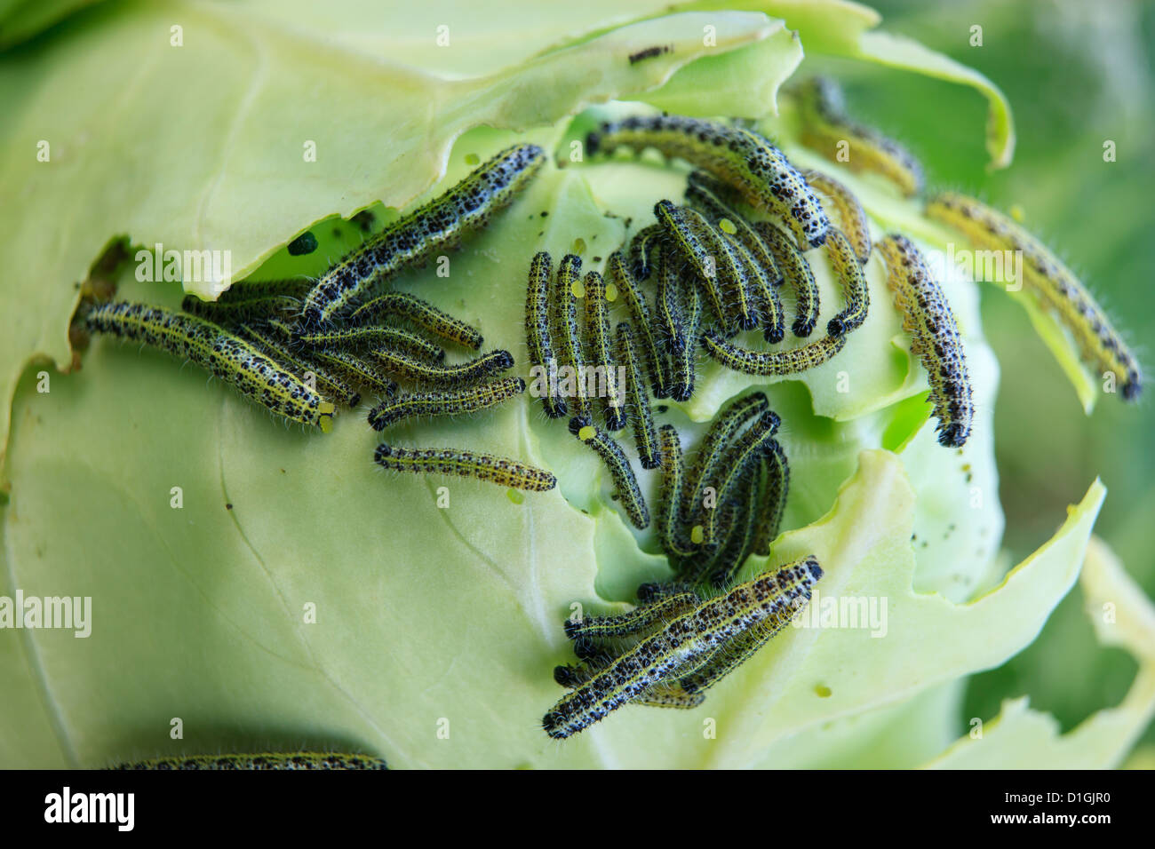 Caterpillar Schäden an Kohl Stockfoto
