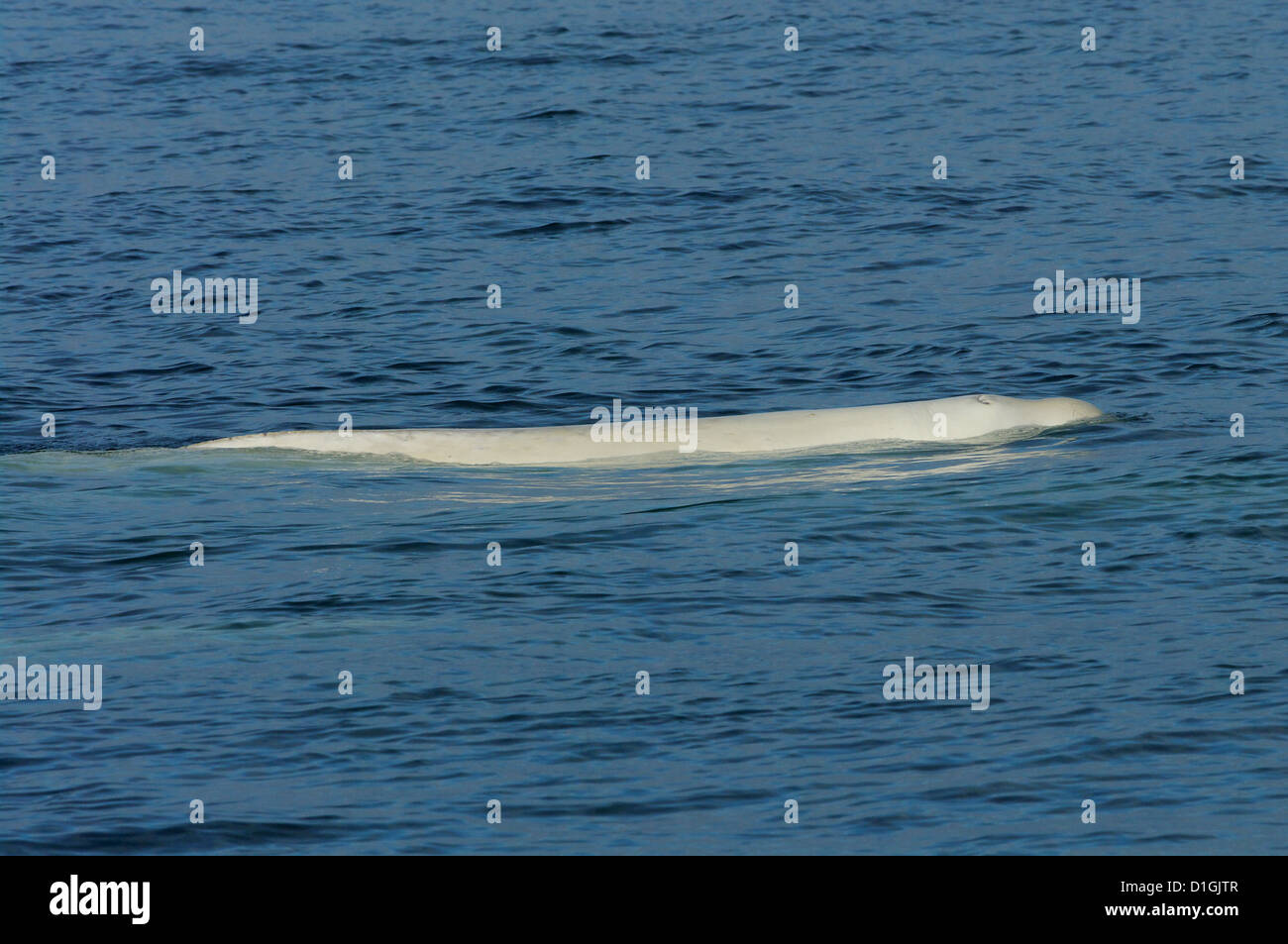 Beluga (Delphinapterus Leucas), Longyearbyen, Svalbard Stockfoto