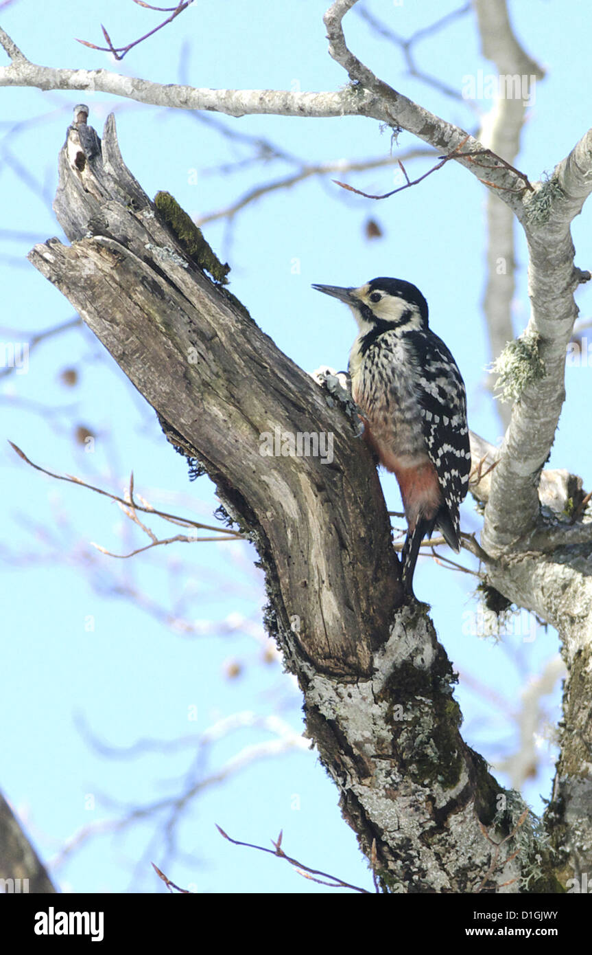 Weibliche Weißrückenspecht Specht (Picoides Leucotos Lilfordi) im Winter, Nationalpark Abruzzen, Italien Stockfoto