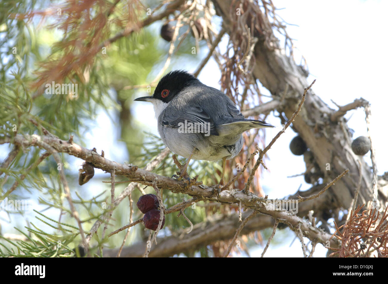 Samtkopfgrasmücke (Sylvia Melanocephala), Männlich, Giannutri, Insel, Toskana, Italien Stockfoto