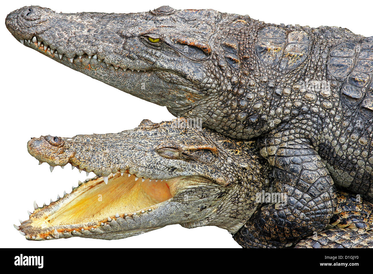 Asiatische Krokodile auf einer Krokodilfarm Stockfoto