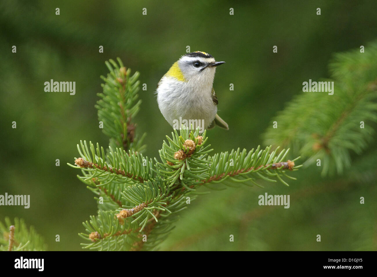 Firecrest (Regulus Ignicapillus), Abruzzen, Italien Stockfoto