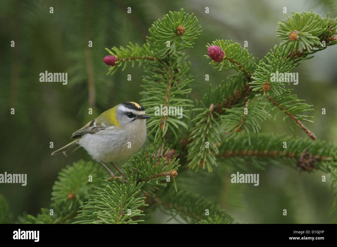 Firecrest (Regulus Ignicapillus), Abruzzen, Italien Stockfoto