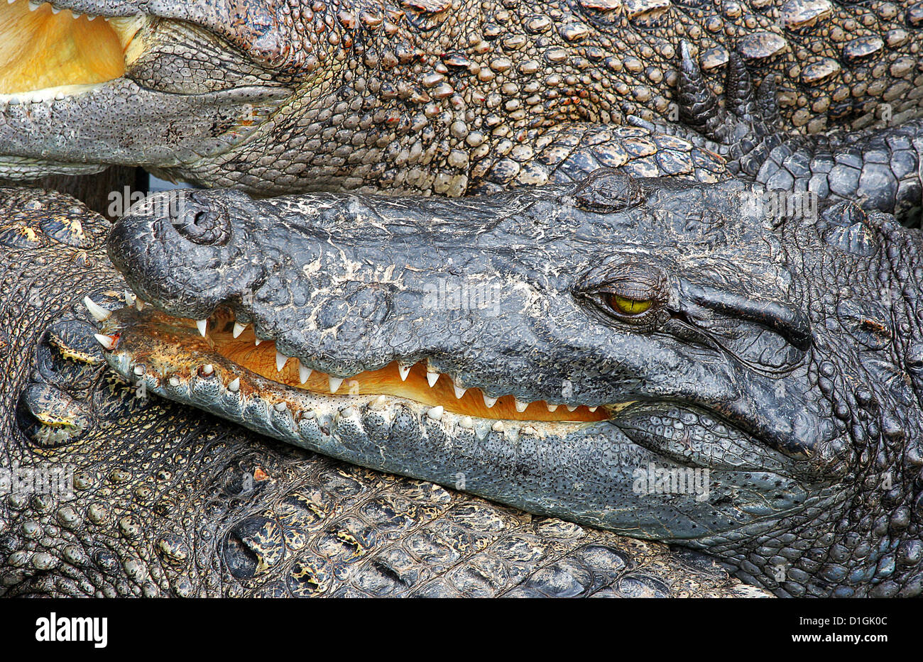 Asiatische Krokodile auf einer Krokodilfarm Stockfoto