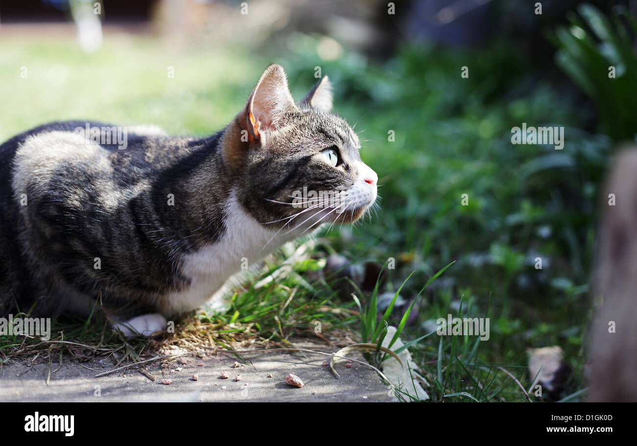 Kleine Tabby Katze in einem Garten mit Blick bis in Sonnenschein. Stockfoto