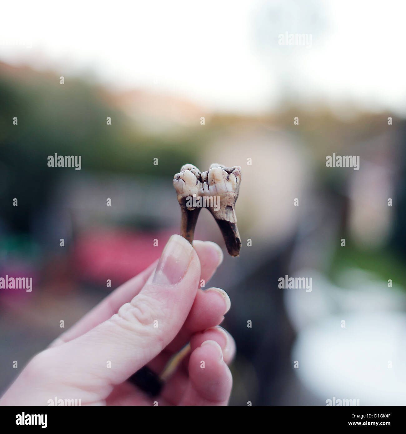 Hand, die auf einem faulen Pferd Zahn Stockfoto