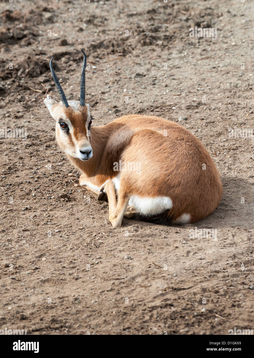 Nahaufnahme von einem Dorcas Gazelle ruhen Stockfoto