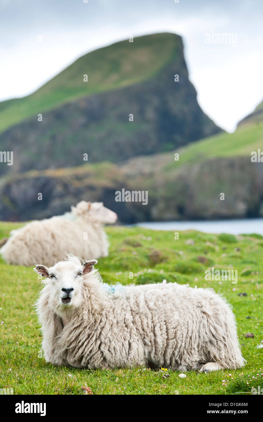 Hausschafe. Fair-Isle, Shetland Islands, Schottland, Vereinigtes Königreich, Europa Stockfoto
