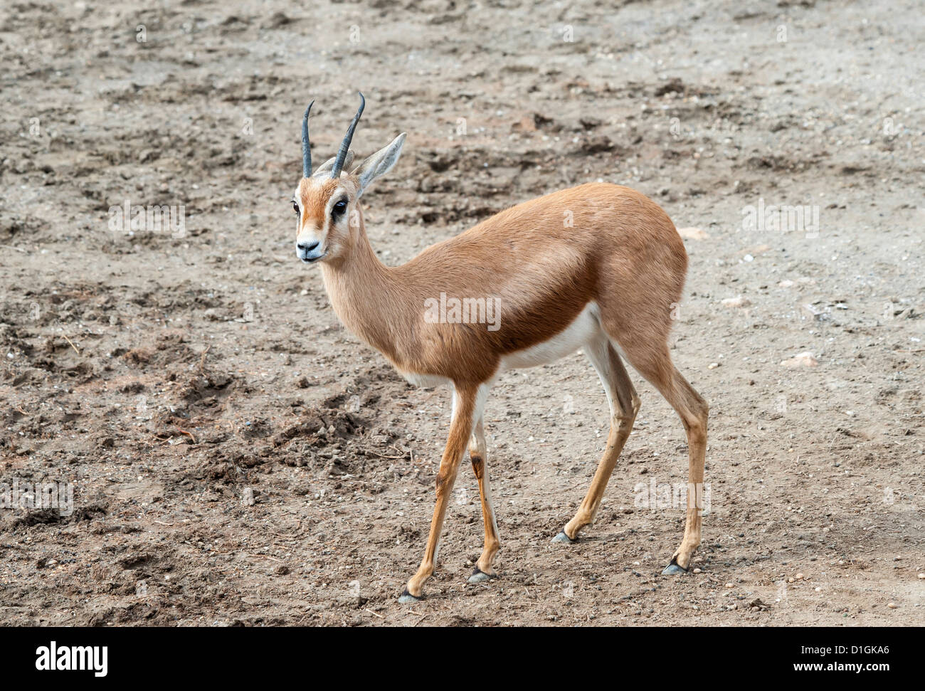 Dorcas Gazelle zu Fuß Stockfoto