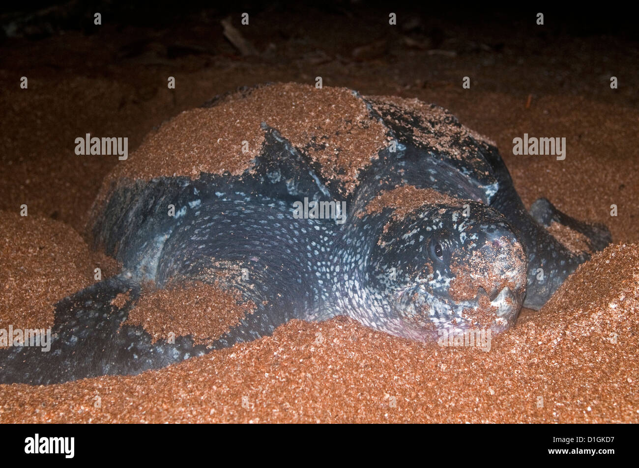 Weibliche Lederschildkröte (Dermochelys Coriacea) bedeckt im Sand vom Aushub der Nest Bohrung, Shell Beach, Guyana Stockfoto