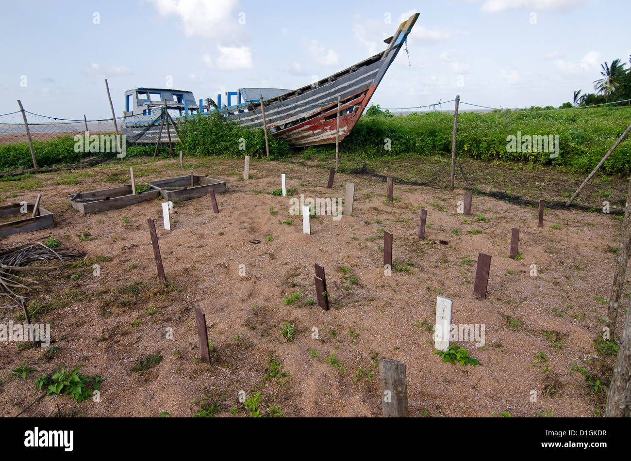 Brüterei des Forschungszentrums, jedes Holzpfahl markiert einen vergrabenen Gelege, Shell Beach, Guyana Stockfoto
