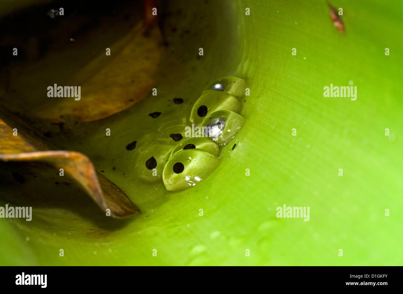Bromelien frosch -Fotos und -Bildmaterial in hoher Auflsung  Alamy