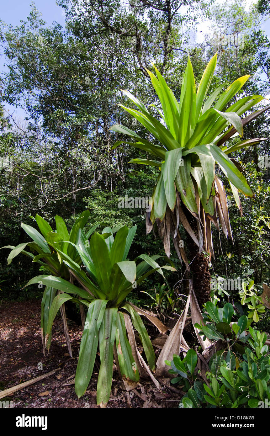 Riesigen Tank Bromelien (Brocchinia Micrantha), Kaieteur Nationalpark, Guyana, Südamerika Stockfoto