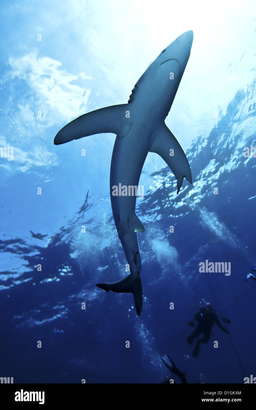Blauhai (Prionace Glauca) in den Azoren, Portugal, Atlantik, Europa Stockfoto