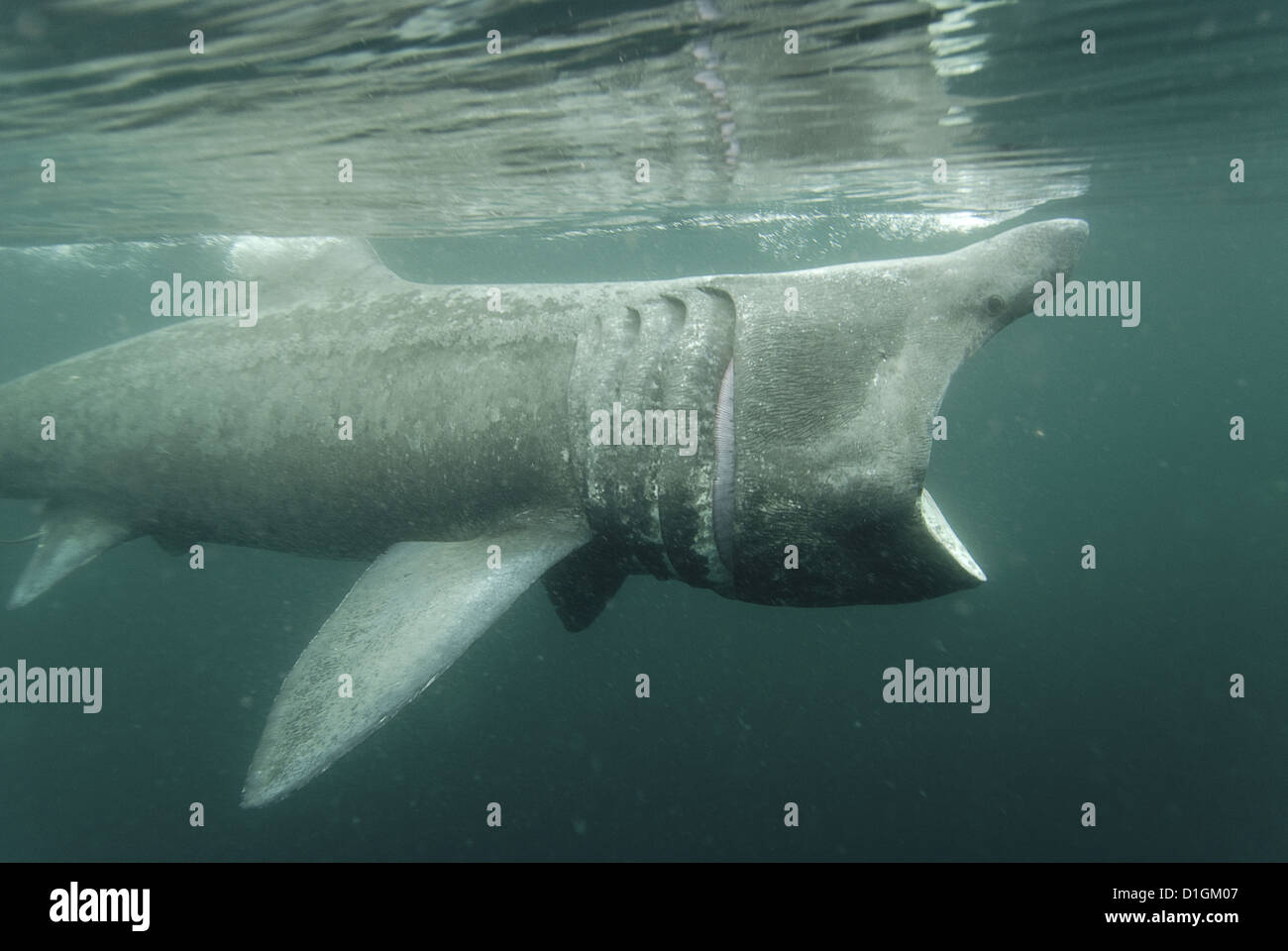 Riesenhai (Cetorhinus Maximus) ernähren sich von Plankton, Hebriden, Schottland, Vereinigtes Königreich, Europa Stockfoto