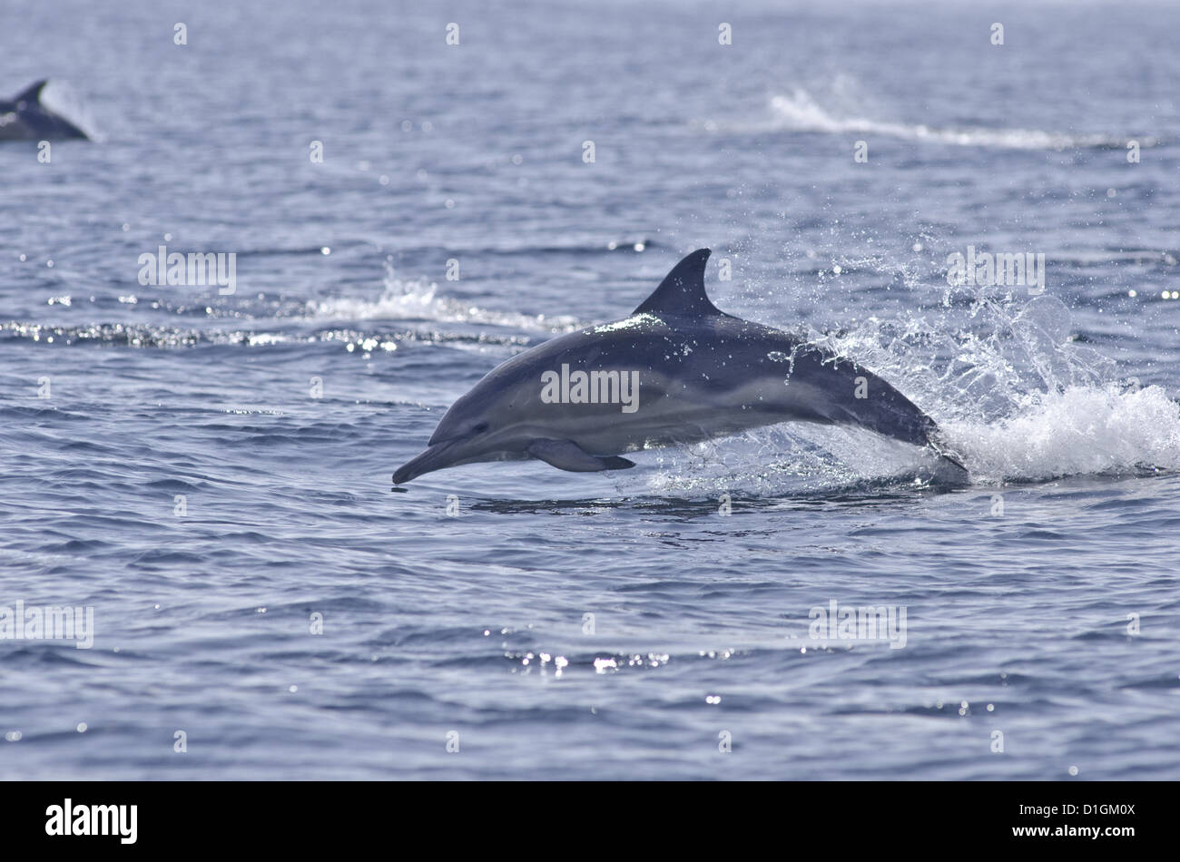 Gemeiner Delfin (Delphinus Delphis), Sound of Mull, Inneren Hebriden, Schottland, Vereinigtes Königreich, Europa Stockfoto