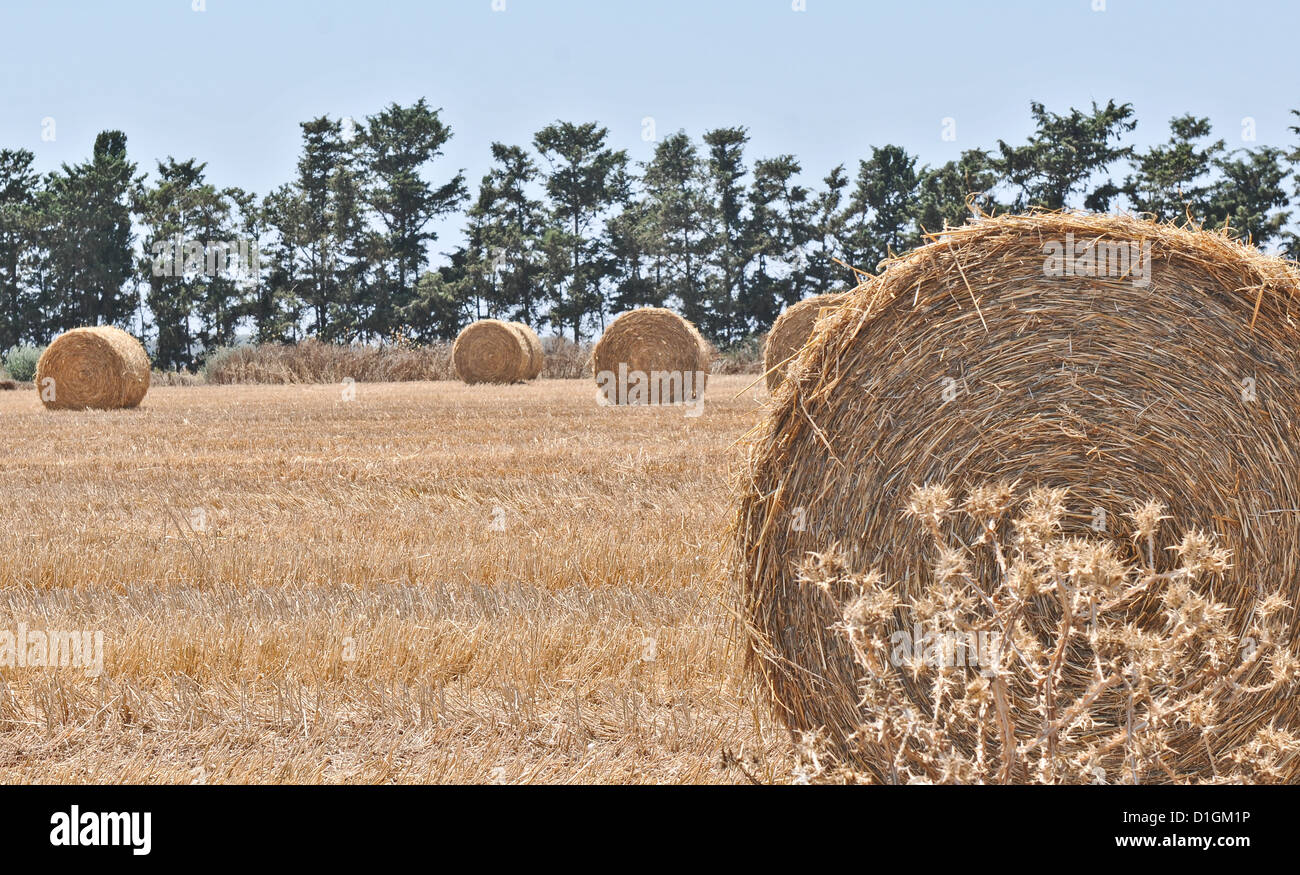 Heuballen in Feld in Zypern gerollt, Stockfoto
