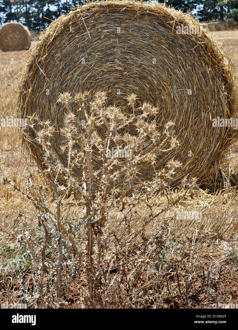 Heuballen in Feld in Zypern gerollt, Stockfoto