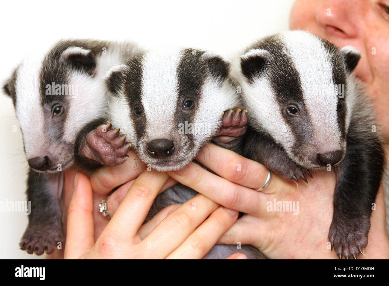 Baby Dachs jungen gerettet Stockfoto