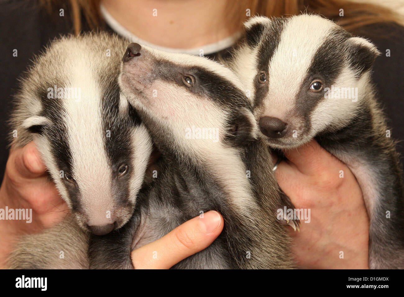 Baby Dachs jungen gerettet Stockfoto