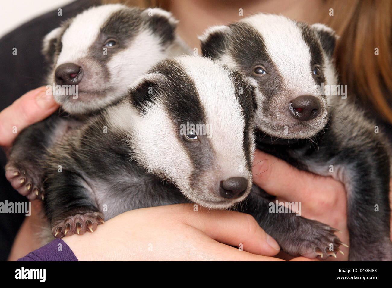 Baby Dachs jungen gerettet Stockfoto