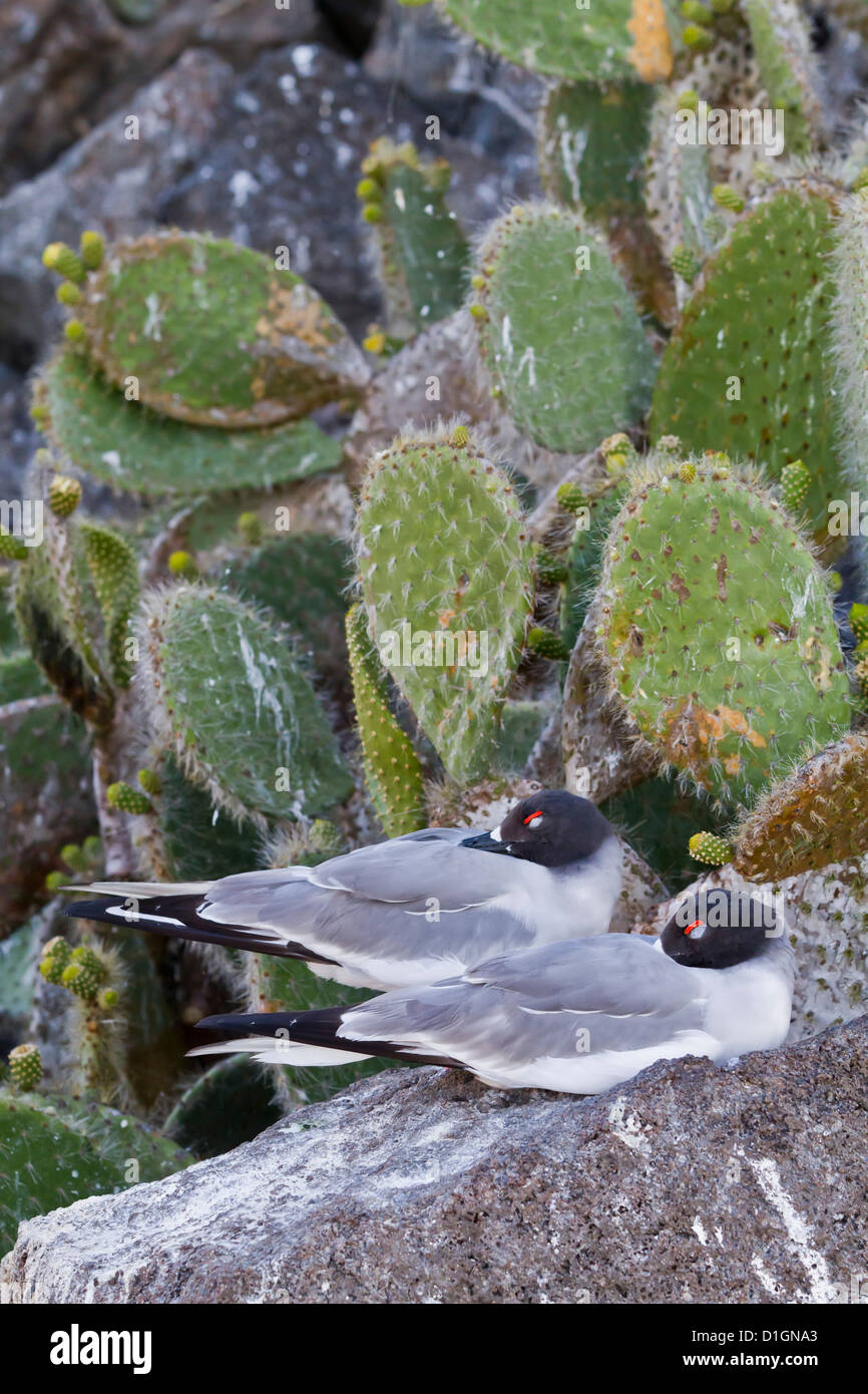 Zinnenkranz Möwe (Creagrus Furcatus), Genovesa Island, Galapagos-Inseln, UNESCO Welt Heritge Site, Ecuador, Südamerika Stockfoto