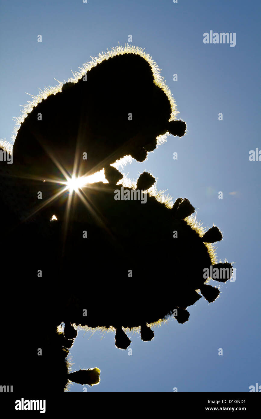 Opuntia Kaktus, Opuntia Echios, Santa Cruz Island, Galapagos, UNESCO-Weltkulturerbe, Ecuador, Südamerika Stockfoto