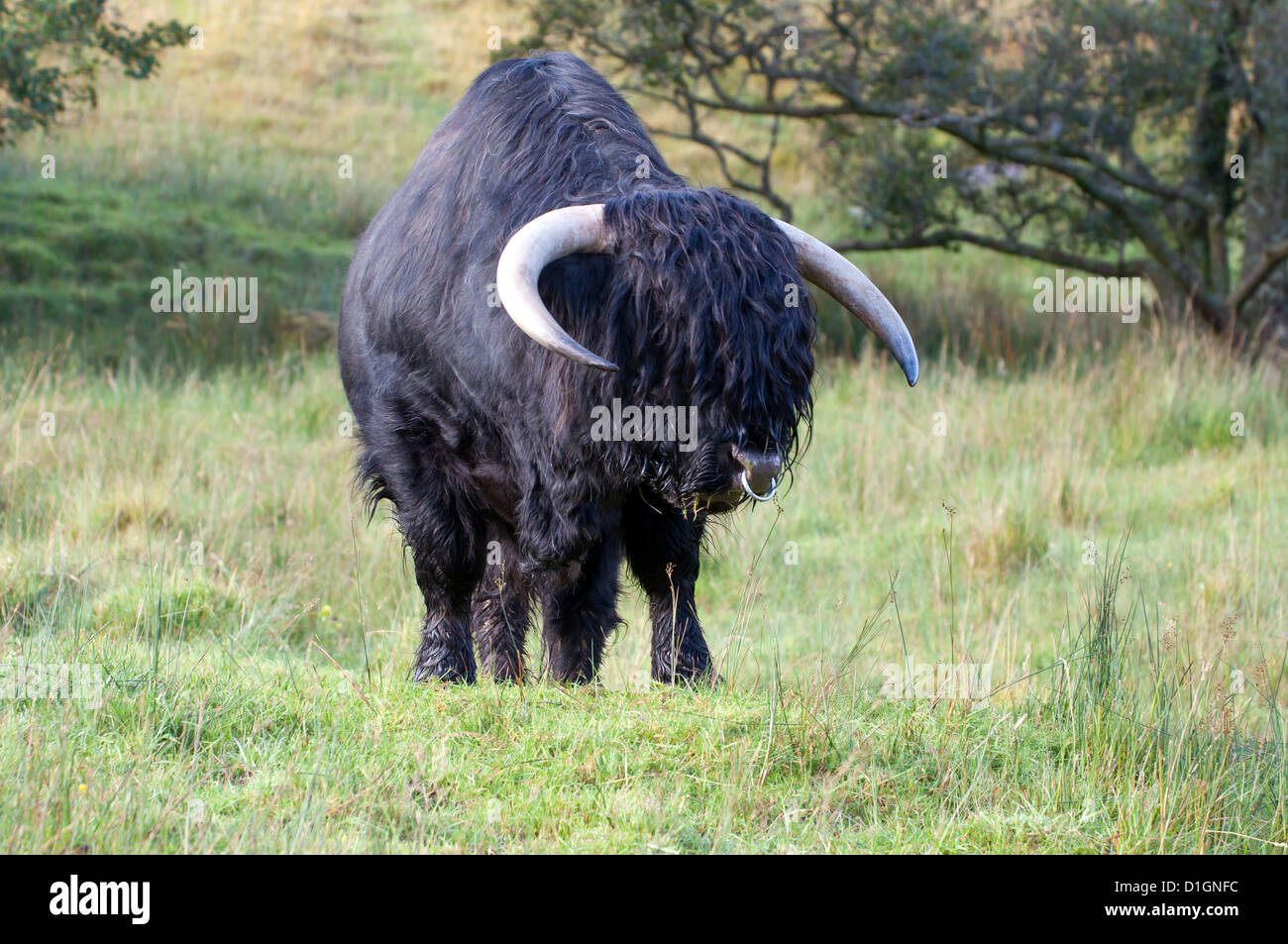 Eine Schwarze Highland Bull Stehen In Eine Aggressive Haltung In Den Schottischen Highlands Stockfotografie Alamy