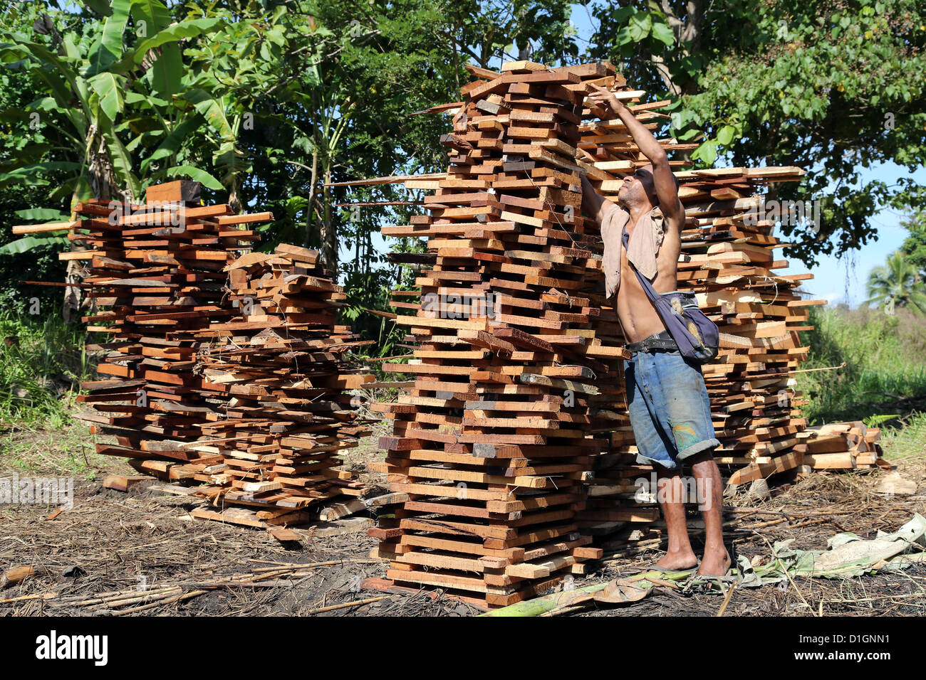 Man stapelt Brennholz zum Verkauf, Abfälle aus einem Sägewerk in Provinz Madang, Papua-Neu-Guinea Stockfoto